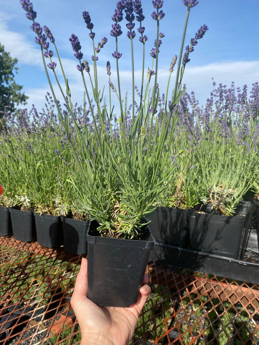 Lavandula angustifolia ‘Purple Bouquet’ Local  Pick Up Only