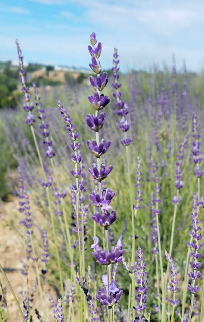 Lavender Harvest Days 2021 at Selah Ridge Lavender Farm July 9th-11th 10:00-3:00