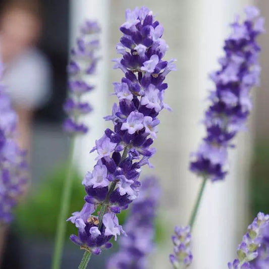 Lavandula Angustifolia 'Big Time Blue' (English Lavender) Local Pick Up Only Gallon