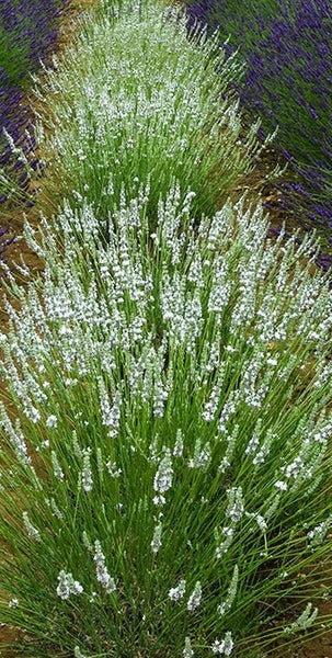'Edelweiss'  Lavendin White Lavender (Lavendula)