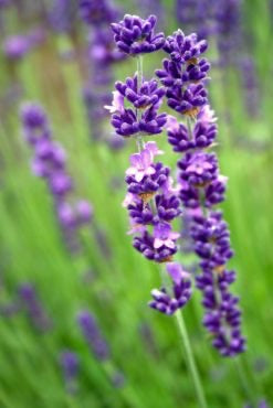 Local Pickup Only - Lavandula angustifolia 'Royal Velvet'